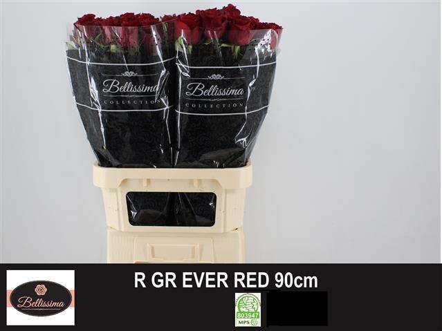 evr red 90 bellissima