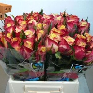 Fire X-pression 60cm