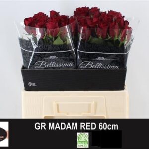 Madam Red 60cm