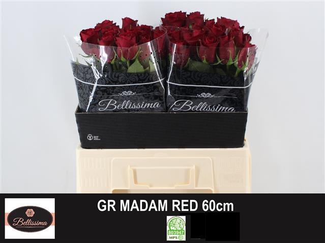 madam red 60