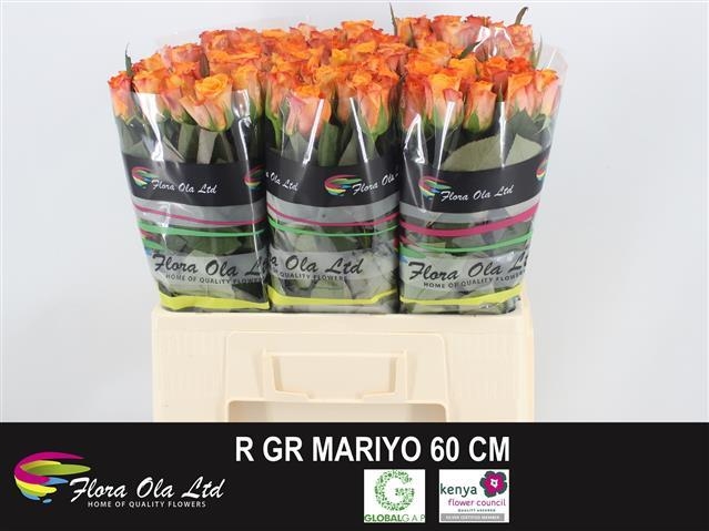 mariyo 60 flora