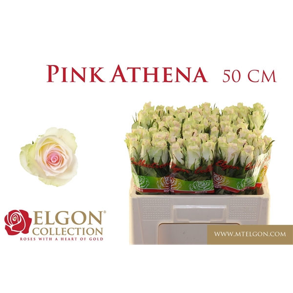 pink 50 elgon