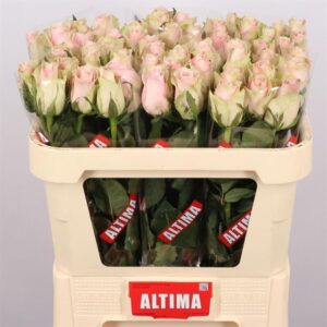 Pink Athena 70cm