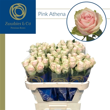pink athena 70