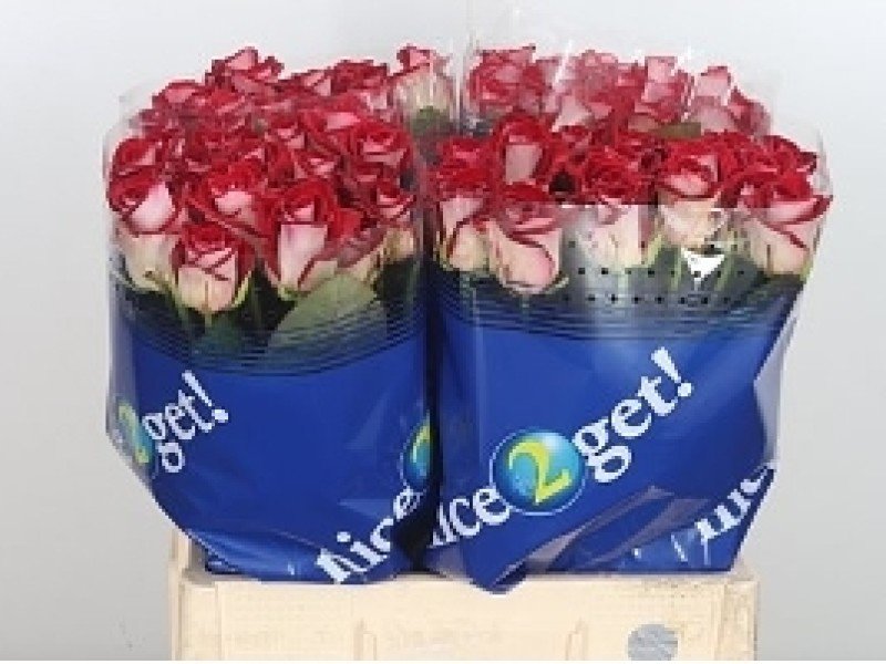 r-gr-bluez-1-800x600