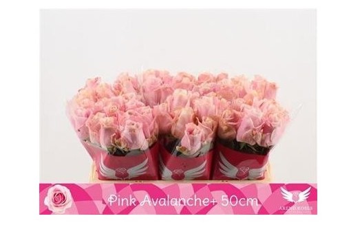 r-gr-pink-avalanche-van-der-arend-roses-i