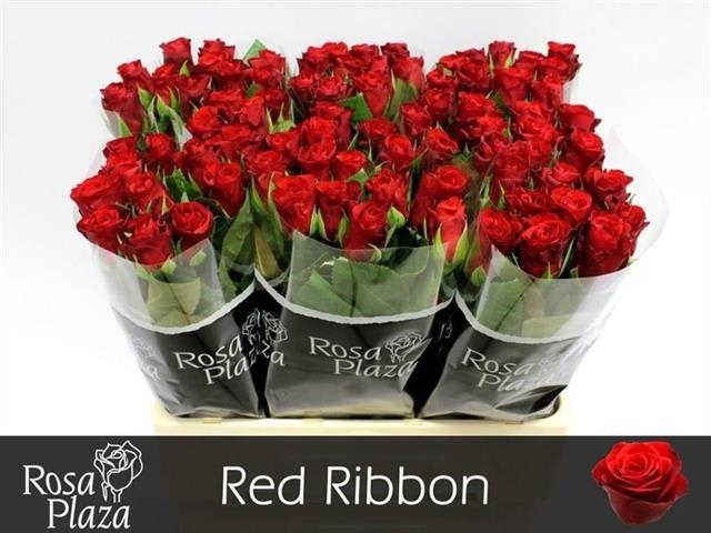 red ribbon 60 rosa