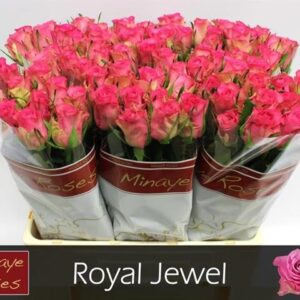 Royal Jewel 40cm
