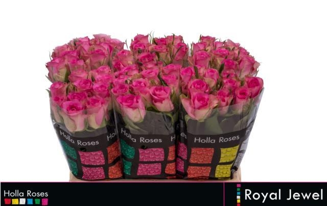 royal jeww holla