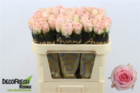 Sweet surrender 70cm