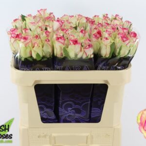 Dance D Meilland 70cm