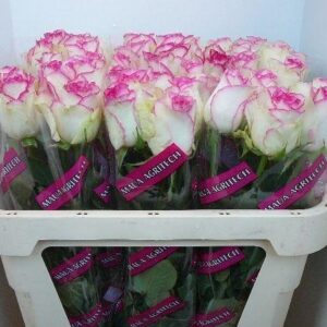 Dance D Meilland 60cm