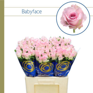 Babyface 60cm