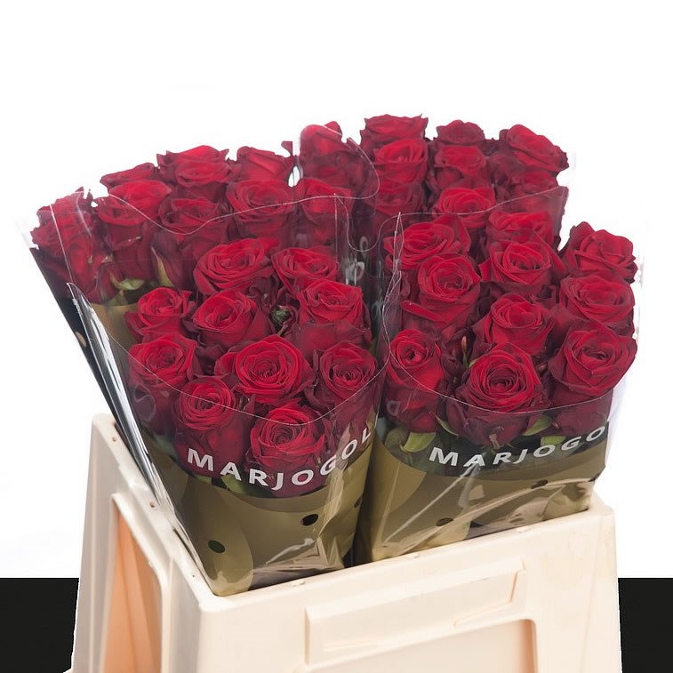 ROSE-RED-NAOMI-40cm-wholesale-flowers