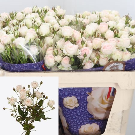 Rose-Spray-Kate-lynn-Crystal-70cm--Wholesale-Dutch-Flowers-and-Florist-Supplies-UK