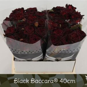Black baccara 40cm