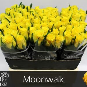 Moonwalk 60cm