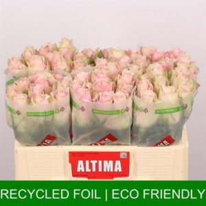 Pink Athena 50cm