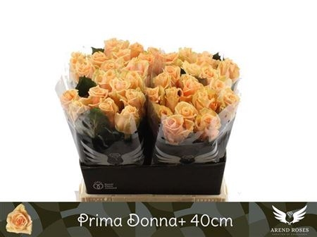 prima donna40