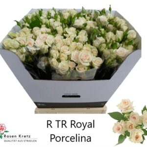 Royal Porcelina 60cm