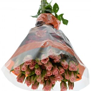 Olympia sensation 70cm