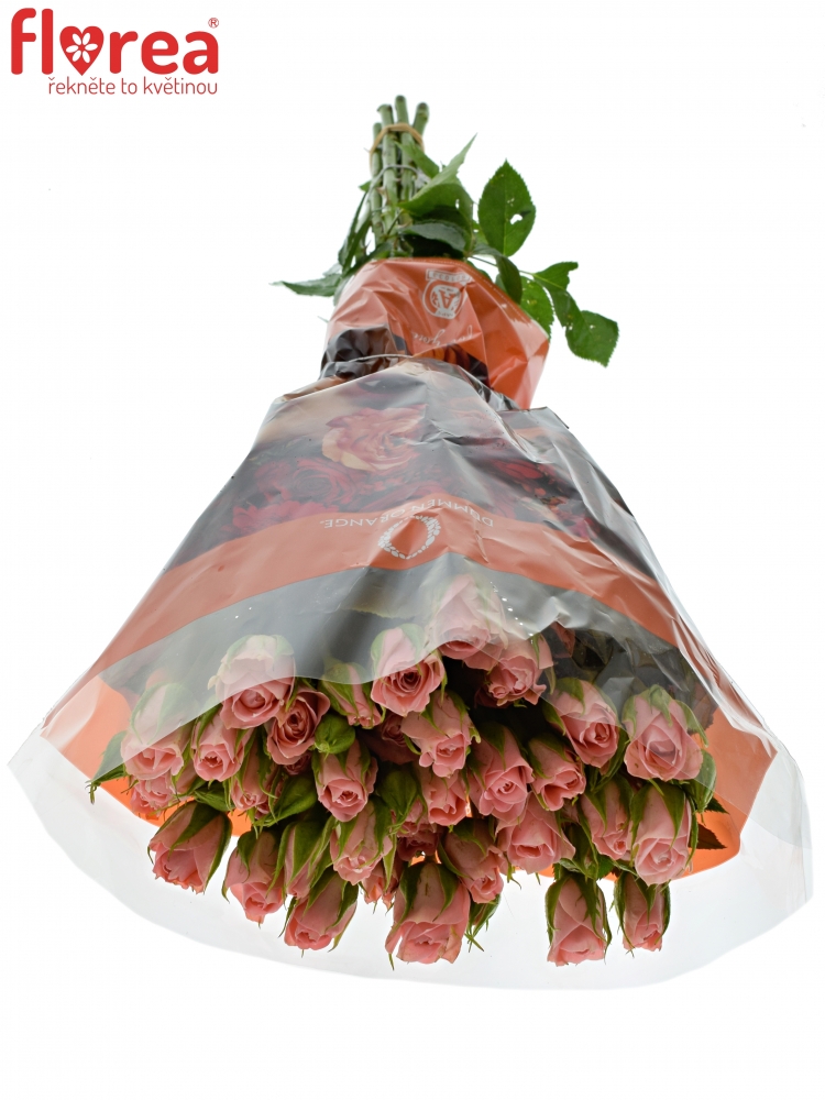 ruzova-trsova-ruze-olympia-sensation@-60cm4-6t42i