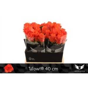 Wow 40cm
