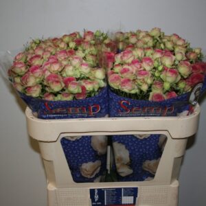 Jolly Trendsetter 70cm