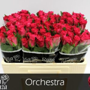 Orchestra 50cm