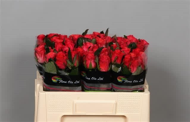 Ptacazzi 40cm-2074669 (1)