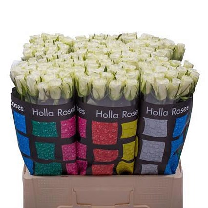 ROSE-ASPEN-SMALL-50cm-1