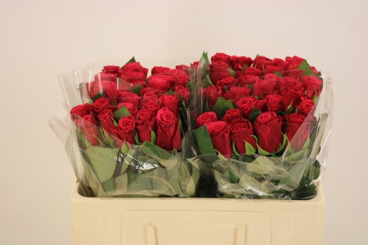 RUMTACAZZI50-8286411