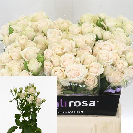 Rose-Spray-Super-Bubbles-40cm