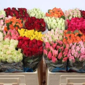 Gemengd (misto) 40cm