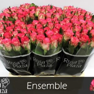 Ensemble 60cm