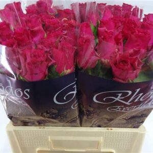 Pink Rhodos 60cm