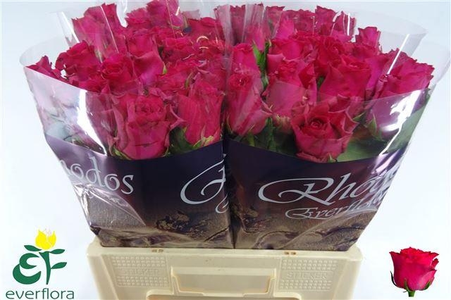 pink rhods everf
