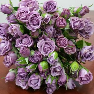 Purple Symphony 50cm