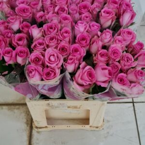 Revival 70cm (locale)