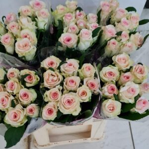 Senorita 70cm (locale)