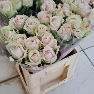 Sweet Avalanche 70cm (locale)