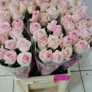 Sweet Dolomiti 70cm (locale)