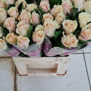 Talea 70 cm (locale)