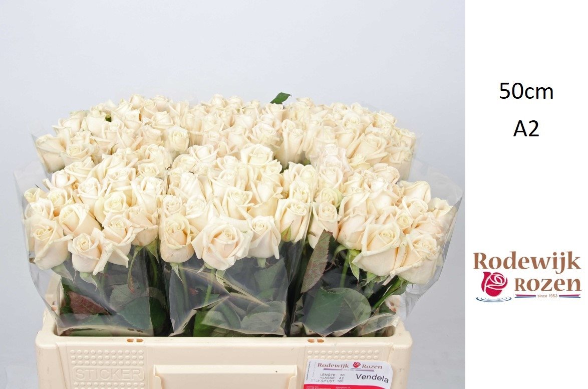 vendela 50 II-1945014 (1)