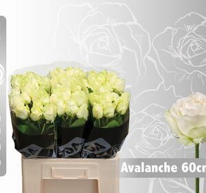 Avalanche 60cm