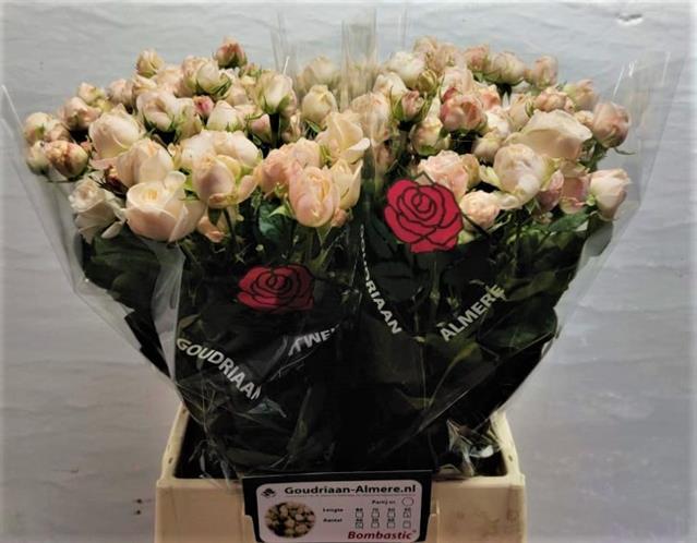 0x930EE53C1631A57A4211788A1ED0494835F39798