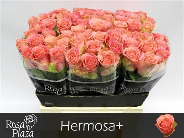 0xB41117035C86AB231587C5ABE3F6BA43592F3ECD