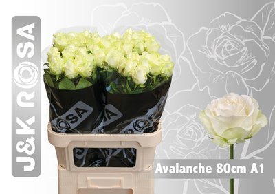 0xE1A7313EB4662C681C75ACD89B070467C1AD81ED