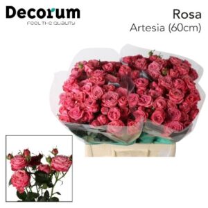Artesia 50cm