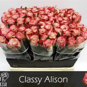 Classy Allison 60cm